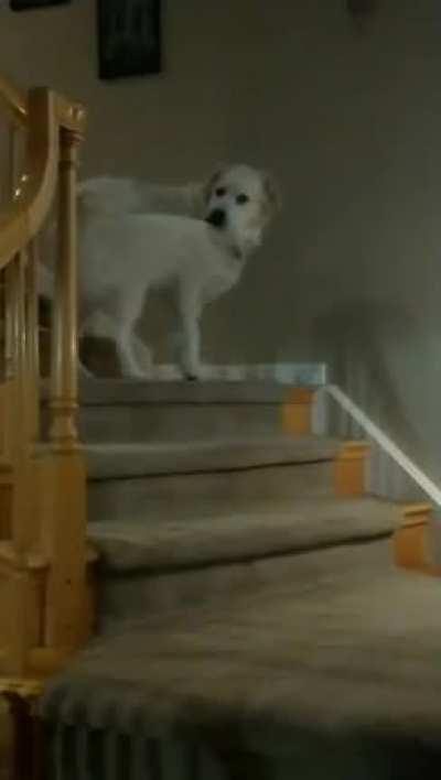 Avalanche thinks we are going to steal his tail.