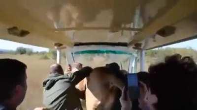 Your friendly neighborhood lion.