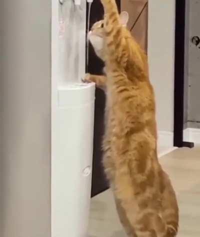 a cat casually drinking water