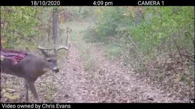 This deer walking around with a massive hole in its back