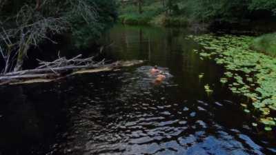 Maria Bonnevie & Kristoffer Joner - Uskyld (NO2012) - Swimming in the river near their cabin, then finding food in nature