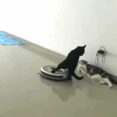 This cat is too cool..