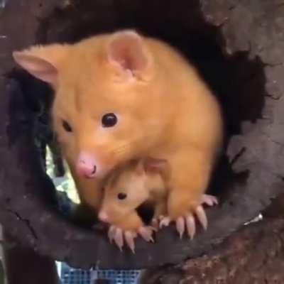 Golden possum with her baby