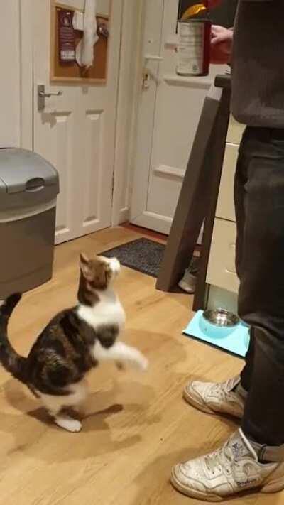 New obsession with tinned beans