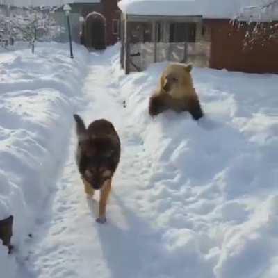 Bear: RAWR I'M A BEAR Dog: I DON'T CARE