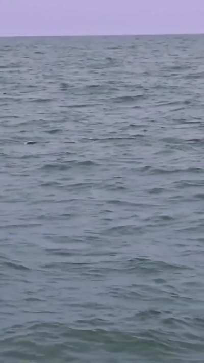 🔥 Amazon river dolphin