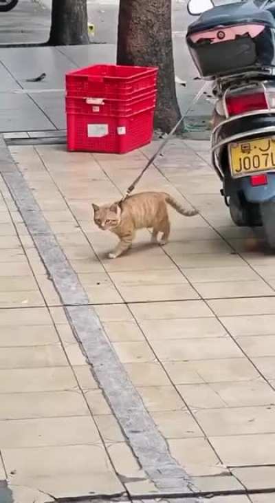 orange walks the moon.... smooth criminal in action