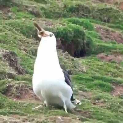 Just a bird eating a rabbit
