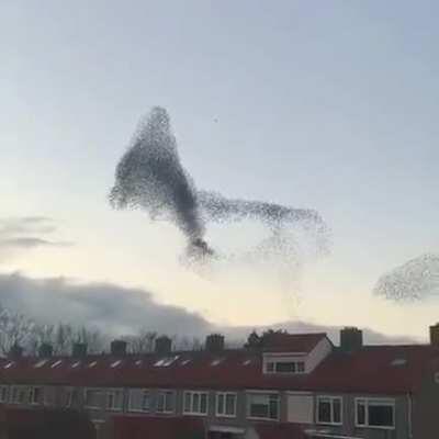 This murmuration of birds is absolutely mesmerizing
