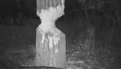 Beavers felling trees in the forest 