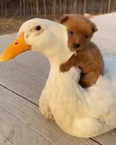 Peace was an option today.