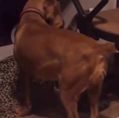 This may have been a bad idea