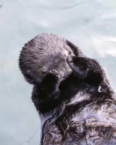 Otters cover their eyes with their paws to help fall asleep during the day