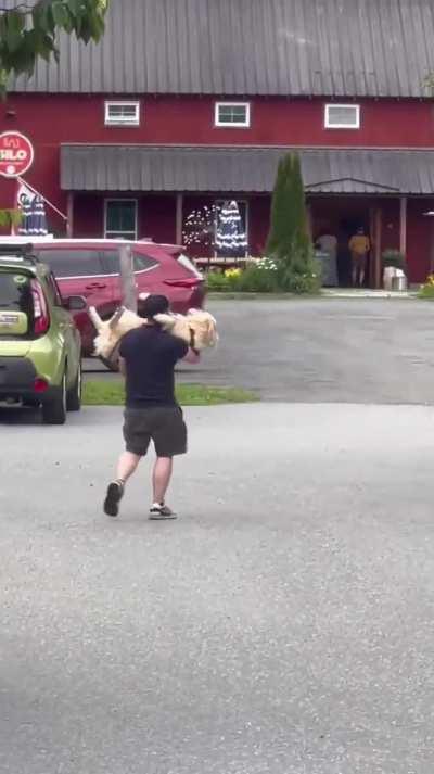 It's always a golden retriever