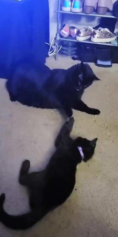 2 black cats and some catnip! Lol