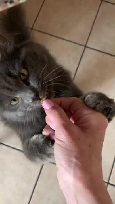 It is my duty to share how Momo takes her treats