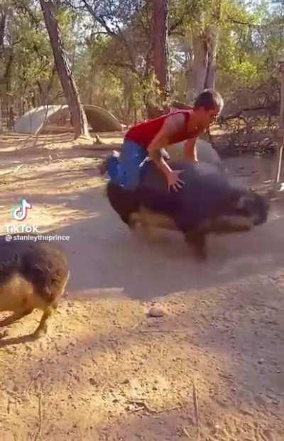 My pig riding people need me