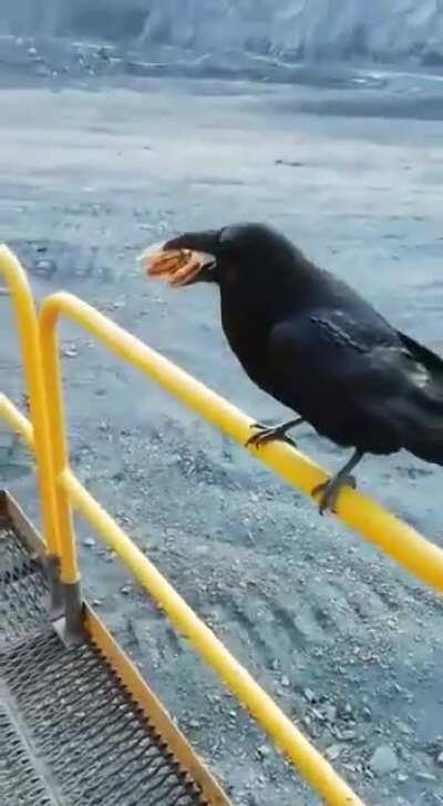 Greedly crow