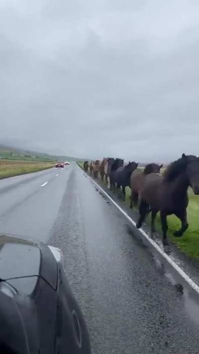 I cavalli ci riescono e i ciclisti no...