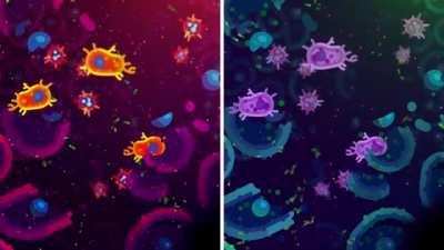 Das Immunsystem erklärt