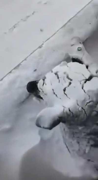 Husky taking a nap covered in snow.