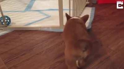 This young pup has already mastered the "I'm too tired for this bullshit" flop.