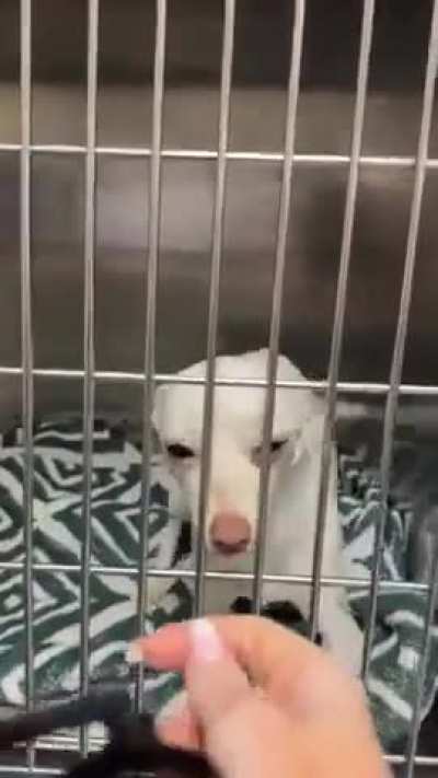 adopt, don't shop ❤️