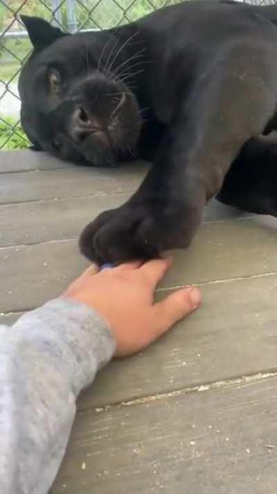 Just a big ol' fluffy.