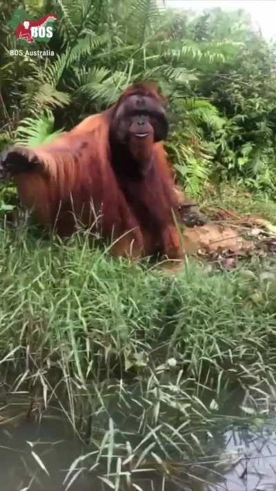 Imagine seeing this majestic creature in the wild.