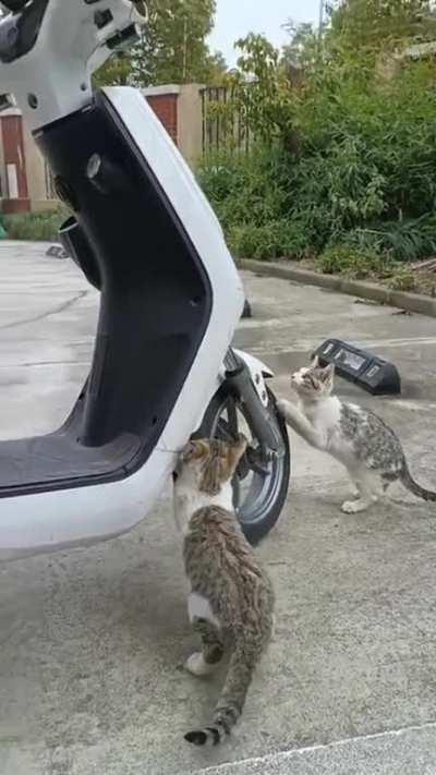 Fuck this scooter in particular..