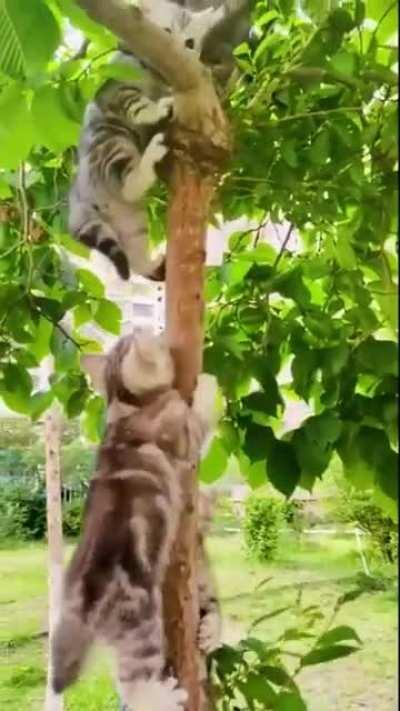 Немного Котиков