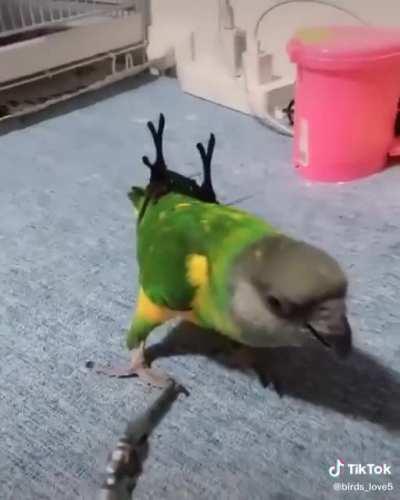 Spreading Birb Love: Day 16