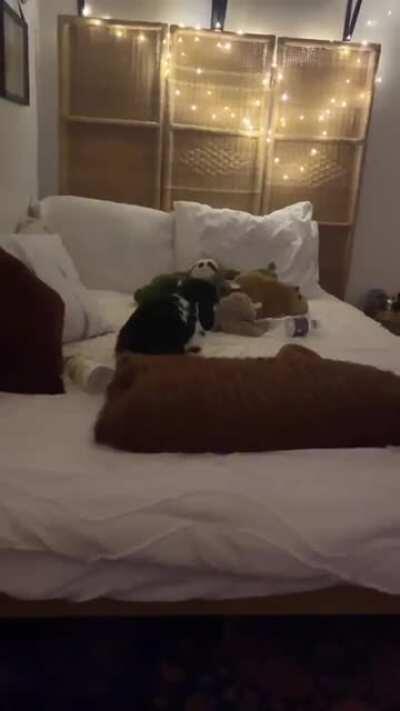 Beezle is the happiest bun in the world!