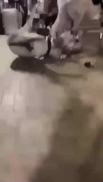 Don’t fight a dude with a mullet