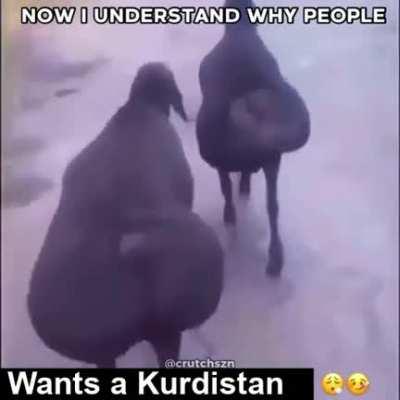 That sheep tho 🥵🥵🥵🥵🥵