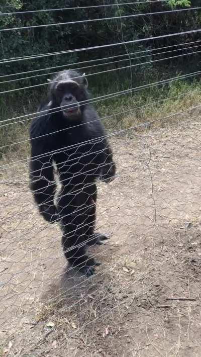 chimpanzee walking erect