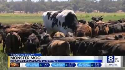 Absolute unit of a cow, over 6 feet tall