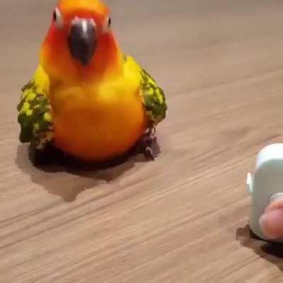 Parrot error handling { fullDerp() }