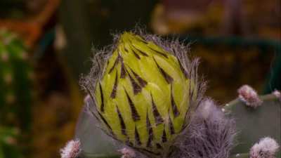 Astrophytum myriostigma first flower