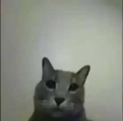 This goes to that mod who hid my viral bakery video in this sub