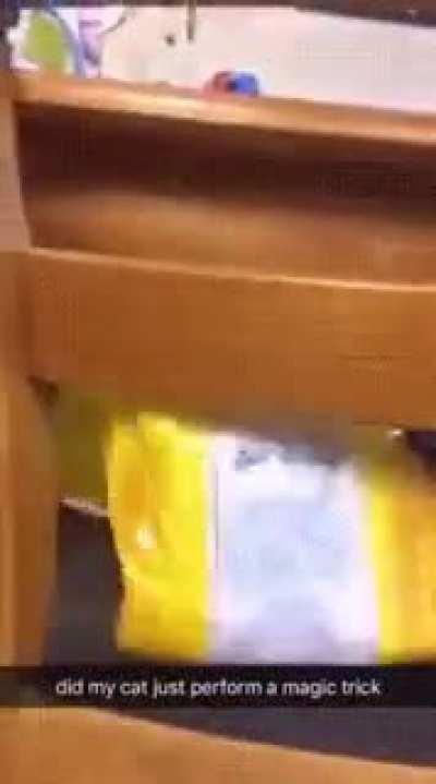 Now You See Me, Now You wtf! Jedi Cat!