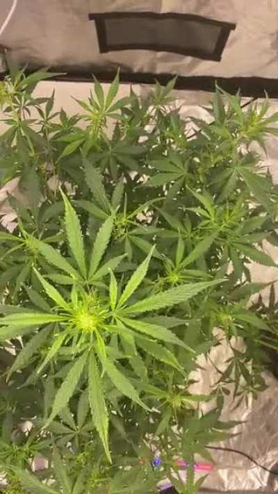 Opened her up trying get more light through her, by any means necessary day 39,SweetSeeds Red Poison,She fuqqin 5ft and still stretching,is this normal for a auto ?