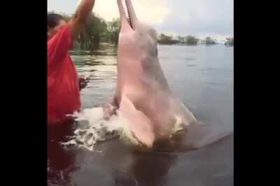 🔥 Some indigenous communities in the colombian amazon build close relationships with the pink dolphins they share their rivers with.