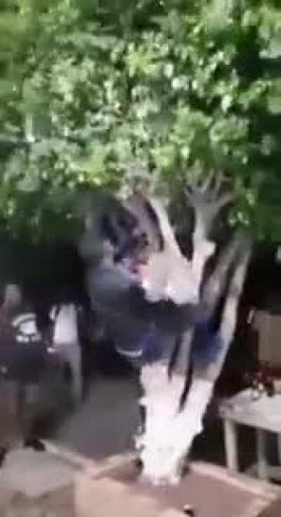 Danza de apareamiento peruana