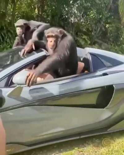 Monke car