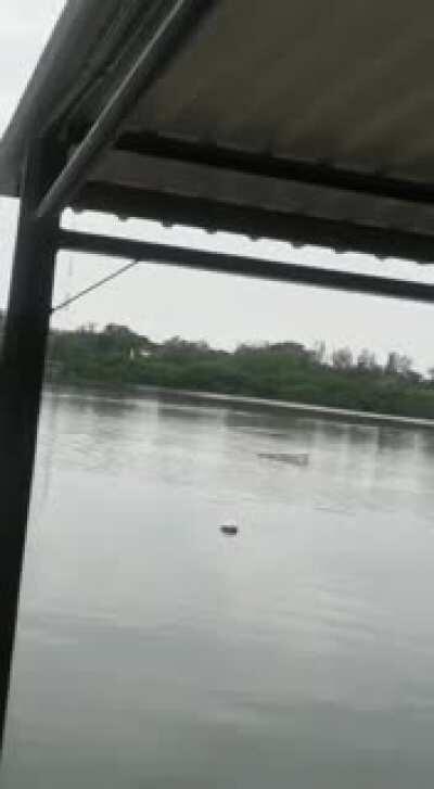 Los hechos se dieron en la Laguna del Carpintero hoy. No se comprende como una persona se quitó la ropa y se avento al agua._ Comentan testigos que se desvistió y se fue a meter enfrente del cocodrilo, cómo que quería suicidarse o algo.