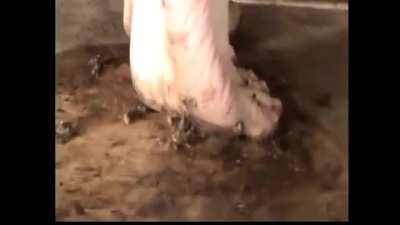Dirty feet vs crickets 3