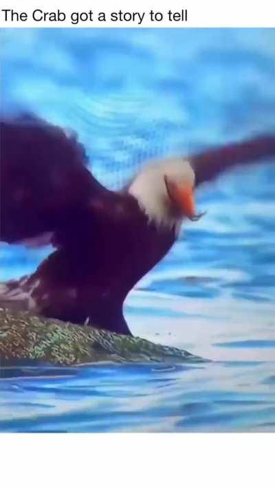 The crabs are traitors. I've got video evidence. 