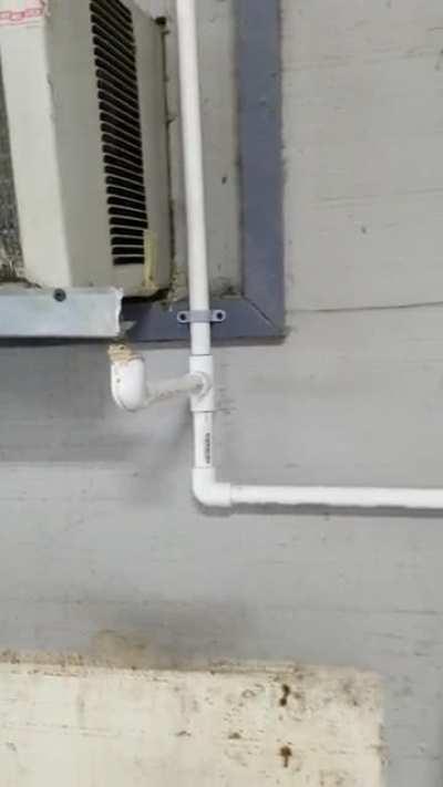 Smartest Frog Ever...