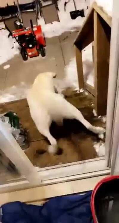 “Wanna go out”... (he was fine)